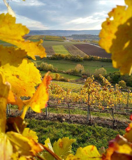 A view of the vineyards in golden hour