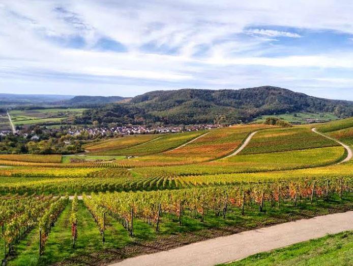 Autumn colours in the vineyards