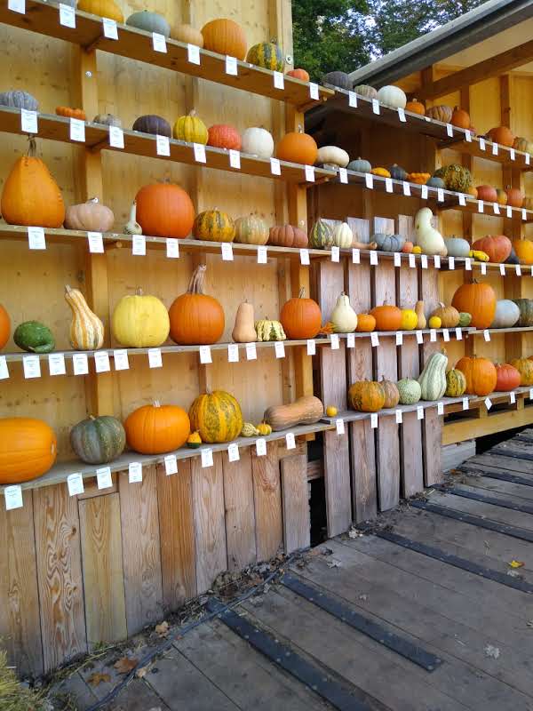 Rows of pumpkins on display at Ludwigsburg Palace Gardens