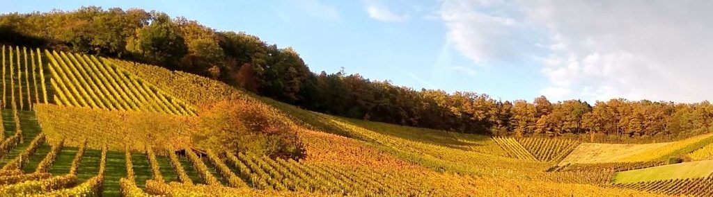 Visiting a German Vineyard