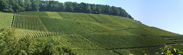 Things to do in Stuttgart, visit the vineyards around Stuttgart by Monika for Pixabay