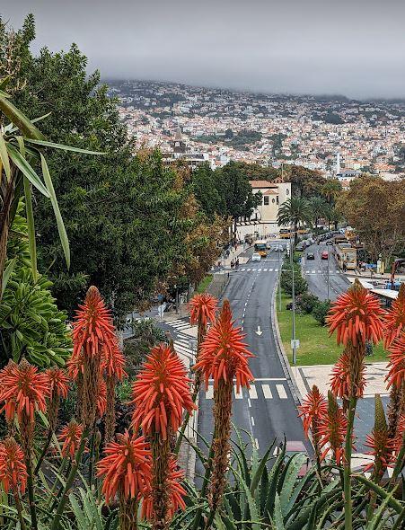 A view of the city from a bed of aloe vera flowers